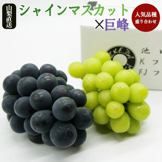 高級(秀品)シャインマスカット・巨峰 2房