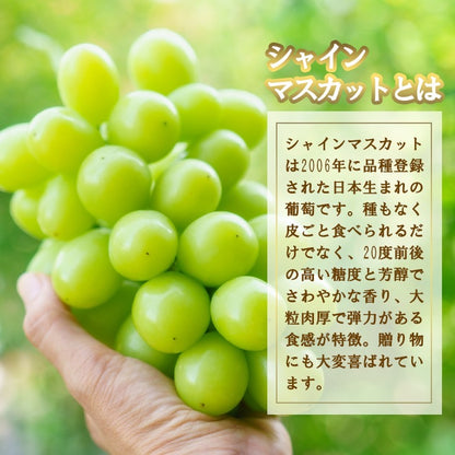 【産地直送】高級シャインマスカット 2房