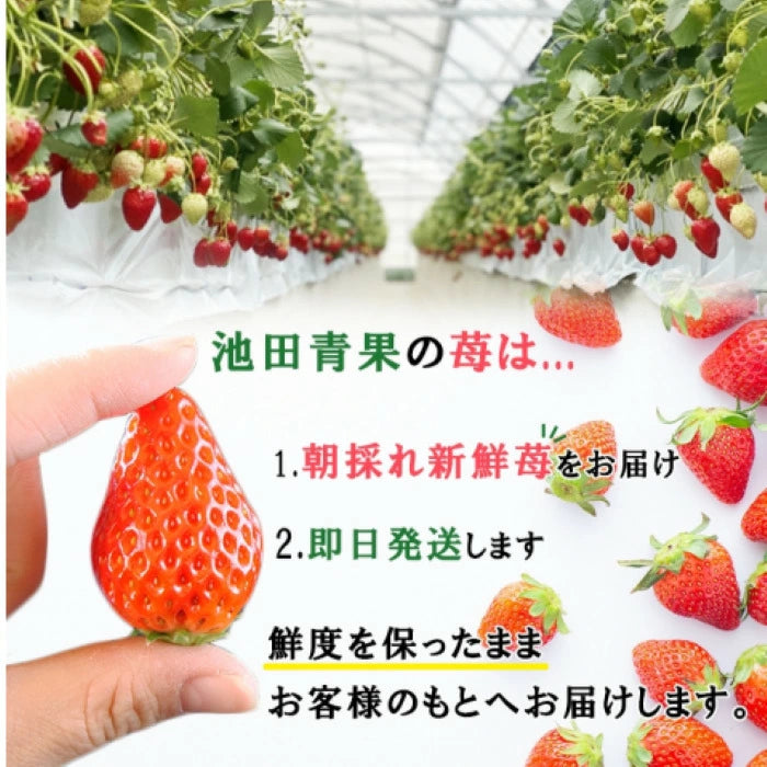 静岡産　朝採れいちご　1.1kg
