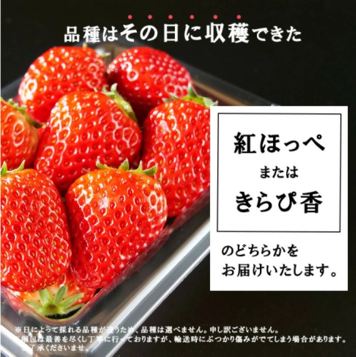 静岡産　朝採れいちご　1.1kg