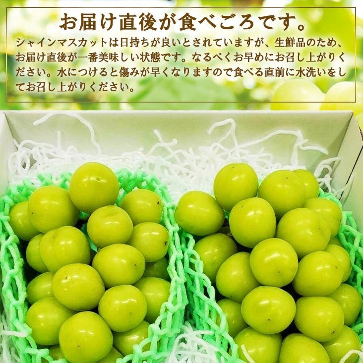 訳ありシャインマスカット　２房～3房