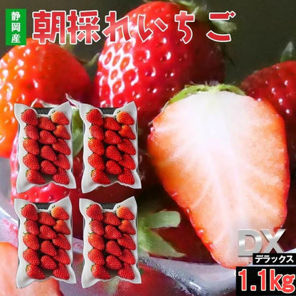 静岡産　朝採れいちご　1.1kg