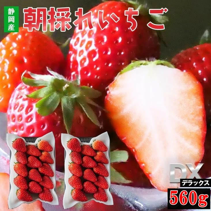 厳選　朝採れいちご