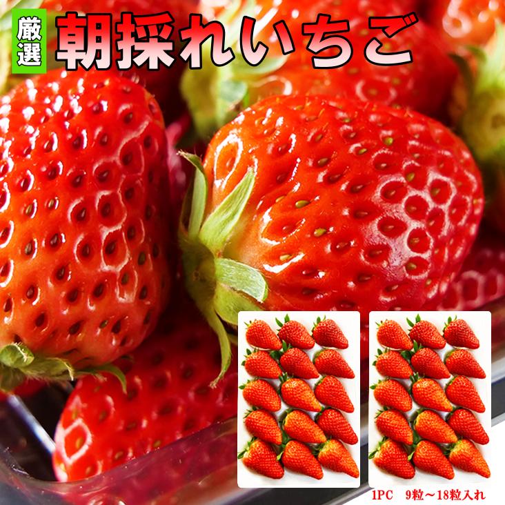 厳選　朝どれいちご 900g